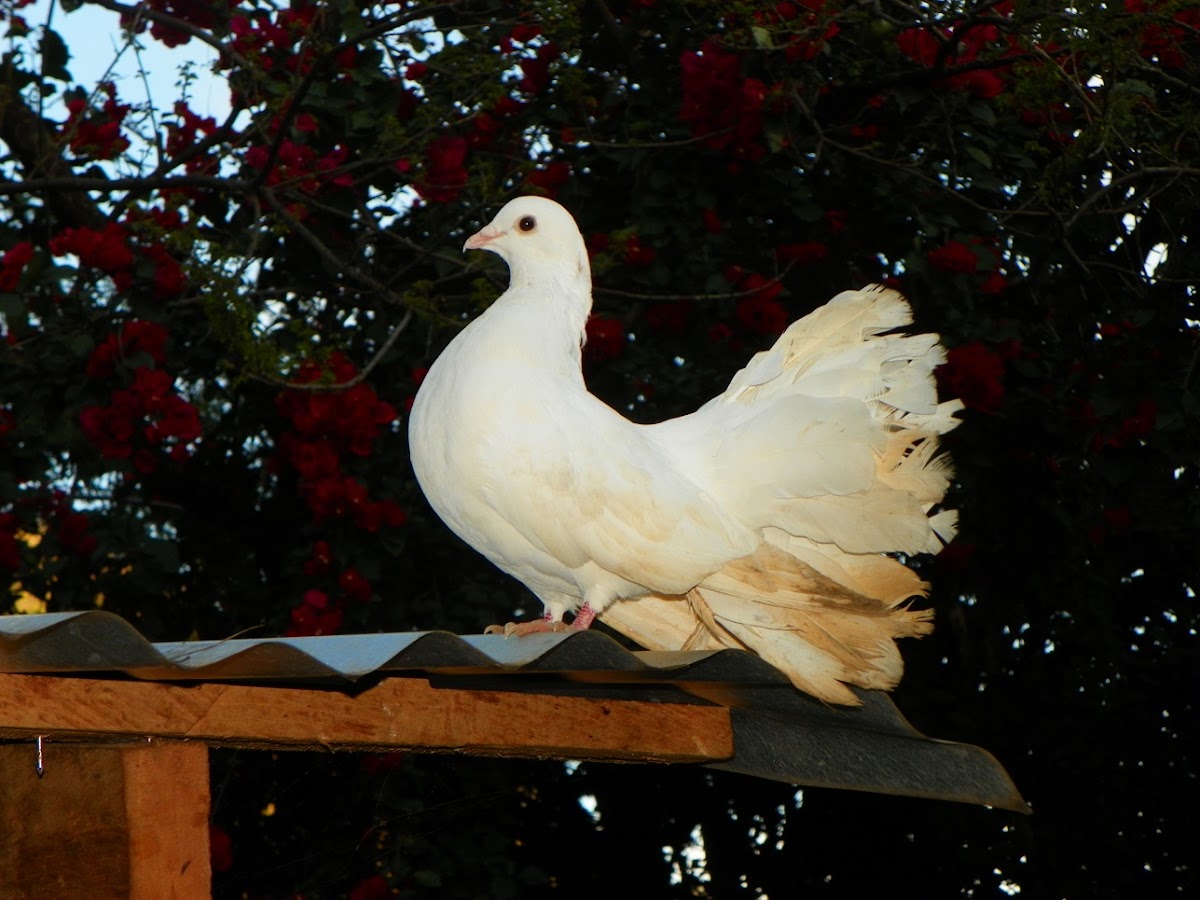 Paloma blanca