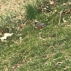 American Robin