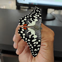 Lime Swallowtail