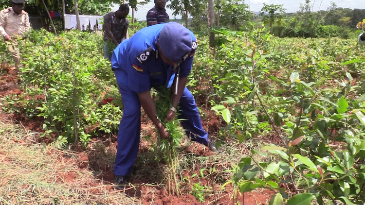 Embu police commander Daniel Lukunga uprooting bhang plants during the operation at Kiamuringa in Mbeere South, Embu on Wednesday, May, 11.