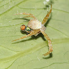 Signature Spider with Prey