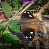 Satyrinid Butterfly