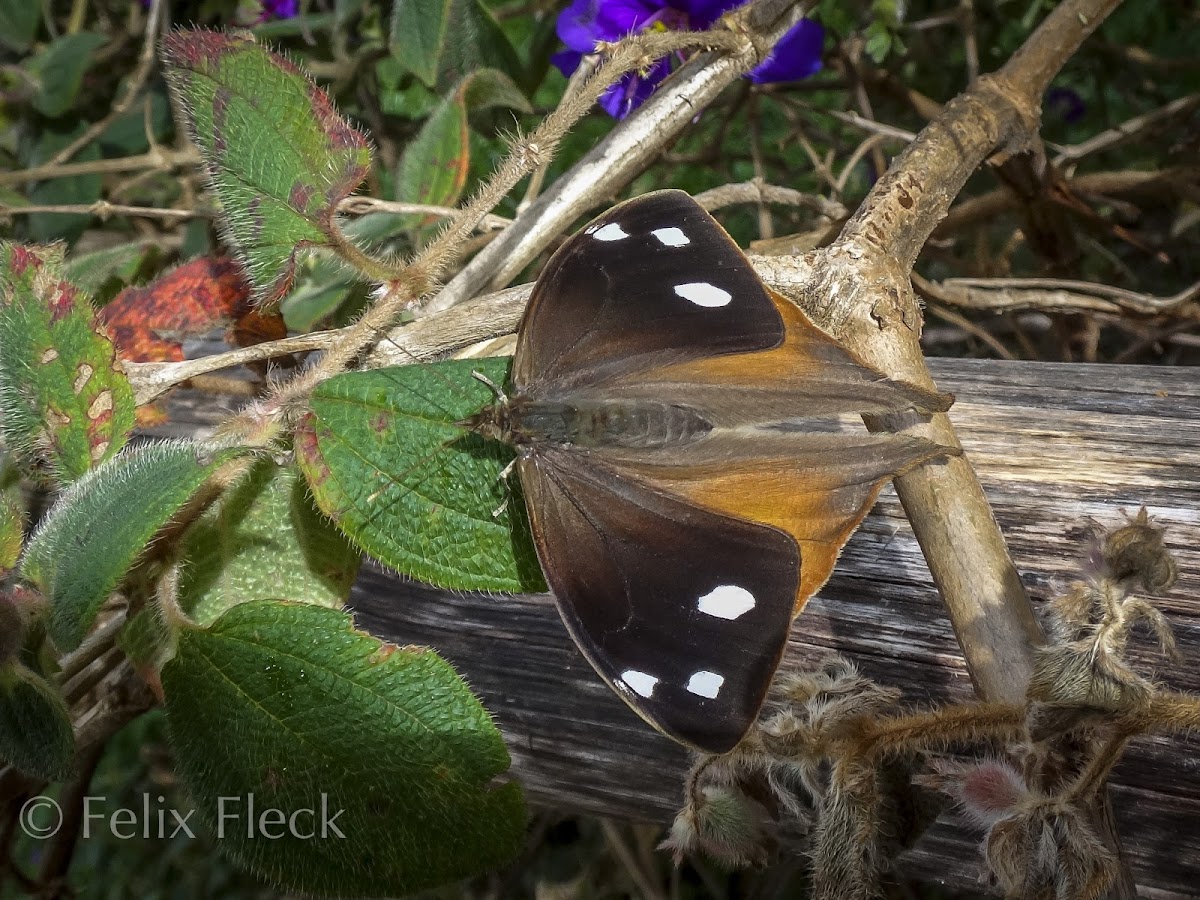 Satyrinid Butterfly