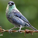 Tángara capirotada - Black- Capped Tanager♂