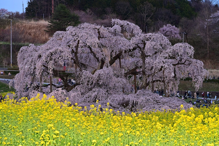 の投稿画像2枚目