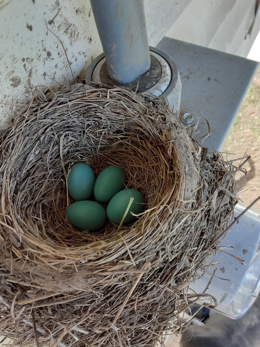 ROBIN EGGS