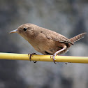 Southern House Wren