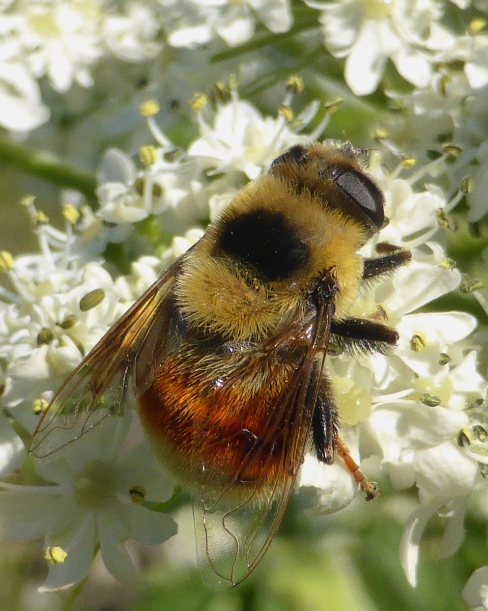 Bumblebee-mimicking Syrphid Fly