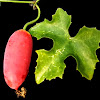 Ivy gourd, Scarlet gourd, Tindora, Kowai fruit