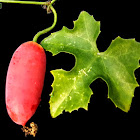 Ivy gourd, Scarlet gourd, Tindora, Kowai fruit