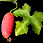 Ivy gourd, Scarlet gourd, Tindora, Kowai fruit