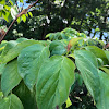 Roundleaf Dogwood