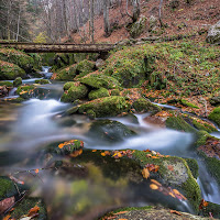 Nel bosco. di 