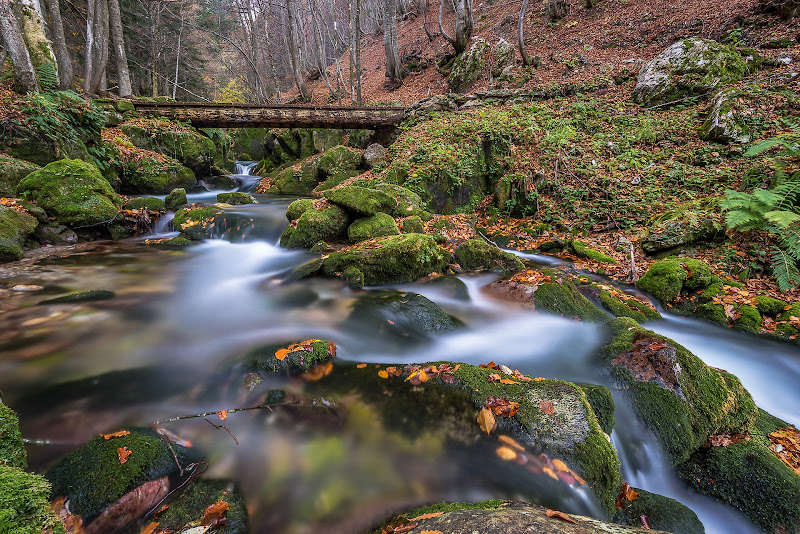 Nel bosco. di Mauro Rossi