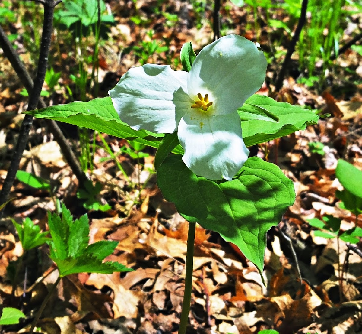 Large White Trillium