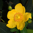 Hypericum