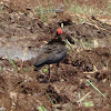 Red-Naped Ibis