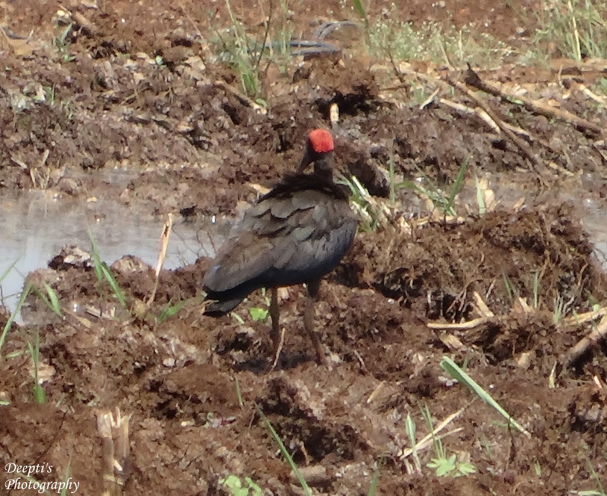 Red-Naped Ibis