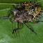 Red-legged Sheildbug (nymph)