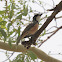 Rufous Whistler (male)