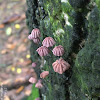 Marasmius pulcherripes Peck 褐紅小皮傘