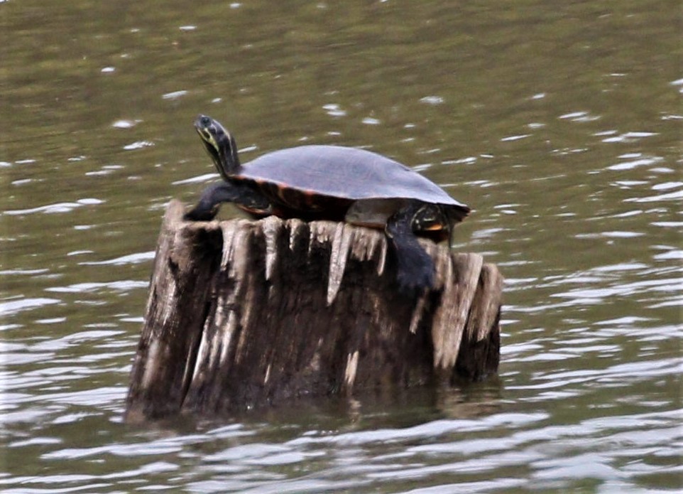 Eastern PaintedTurtle