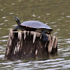 Eastern PaintedTurtle