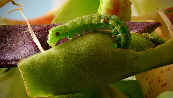 Nature that Feeds di Francesco Grano