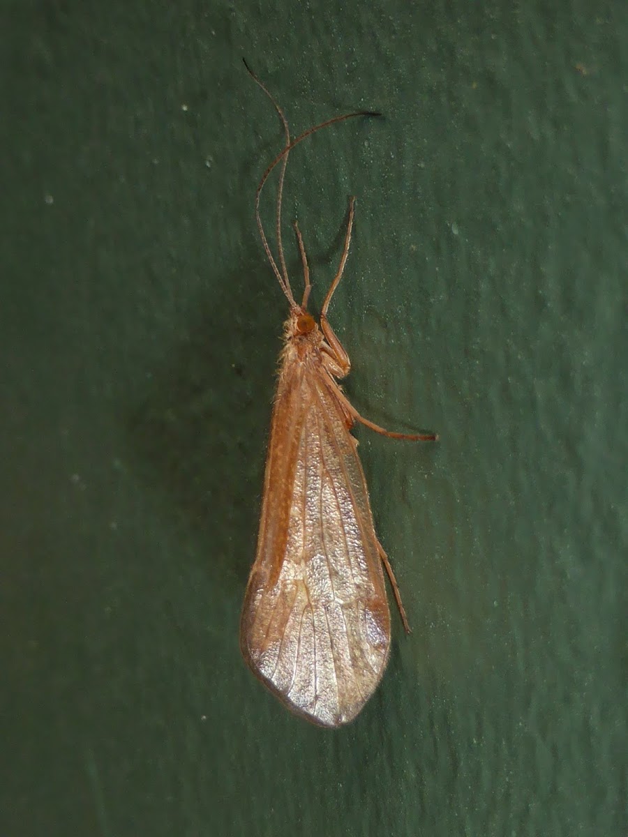 Caddisfly