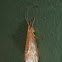 Caddisfly