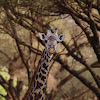 Jirafa (Giraffe)