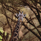 Jirafa (Giraffe)