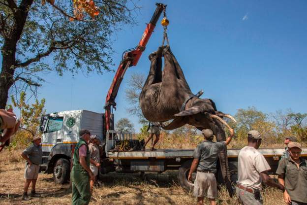 They will be loaded on to lorries and driven almost 400km (archive photo)