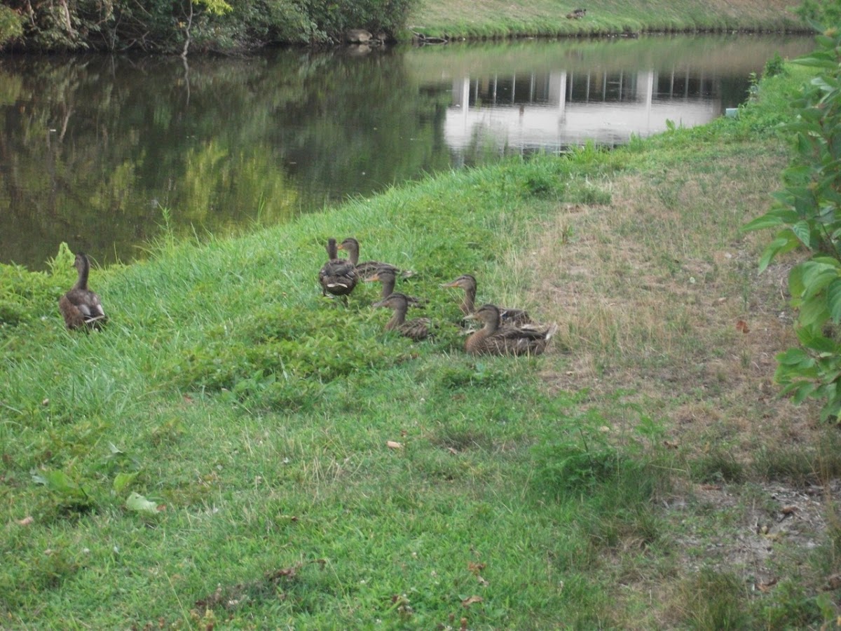 Mallard group