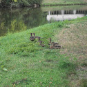 Mallard group