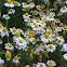 Wild chamomile