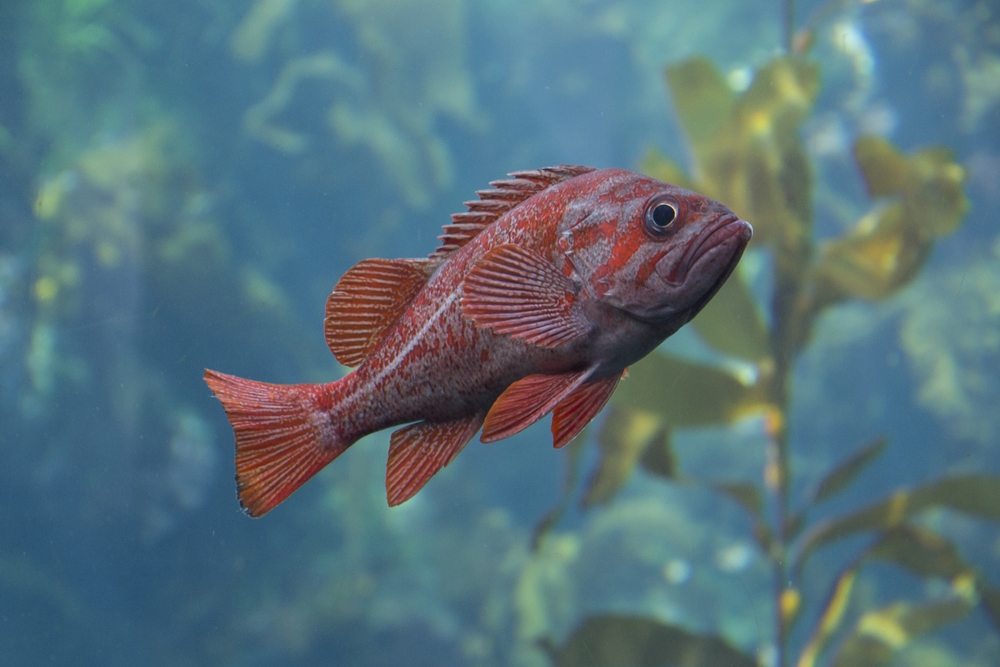 Canary Rockfish