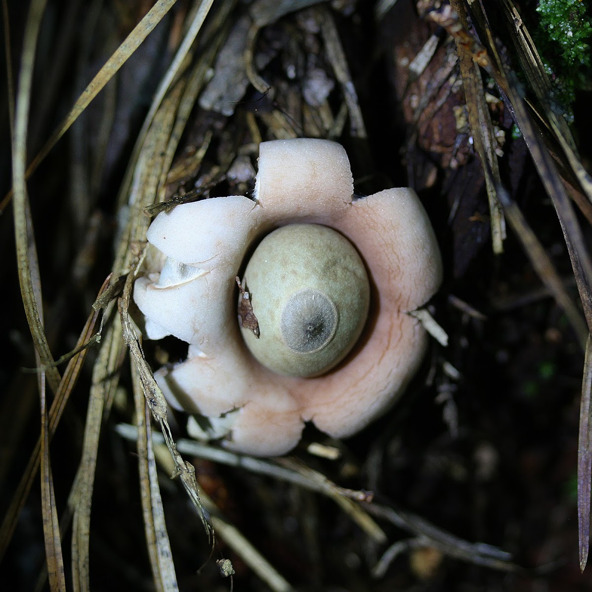 Earthstar