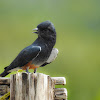 Swallow-winged puffbird