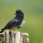 Swallow-winged puffbird