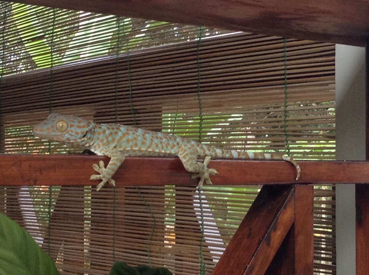 Tokay Gecko