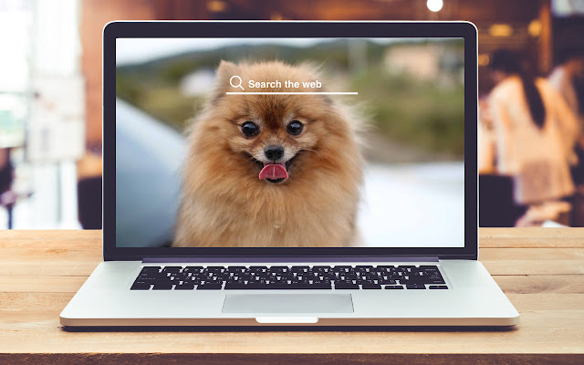 Pomeranian HD Wallpapers Pets Theme