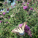 Eastern Tiger Swallowtail Butterfly