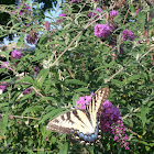 Eastern Tiger Swallowtail Butterfly