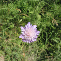 Pincushion Flower