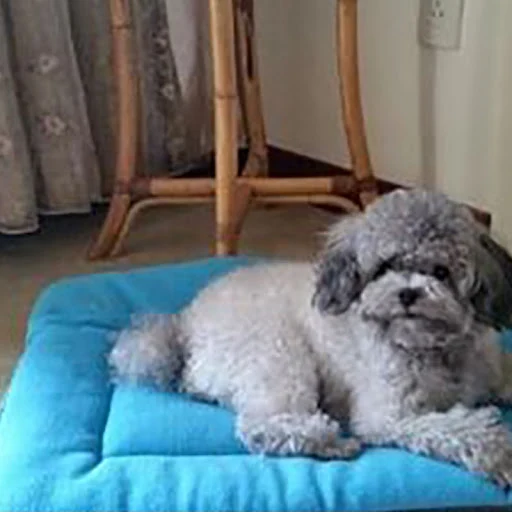 Soft Dog Beds Mats Cat Cushion Pet Mats Puppy Sleep Bed Kennel Warm Thick Blanket Matress For Small Medium Large Dogs Be