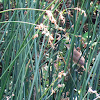 Great Reed Warbler