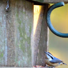 Red-breasted nuthatch