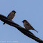 House Sparrow; Gorrión Común