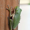 American Green Tree Frog